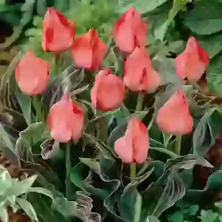 Oratorio